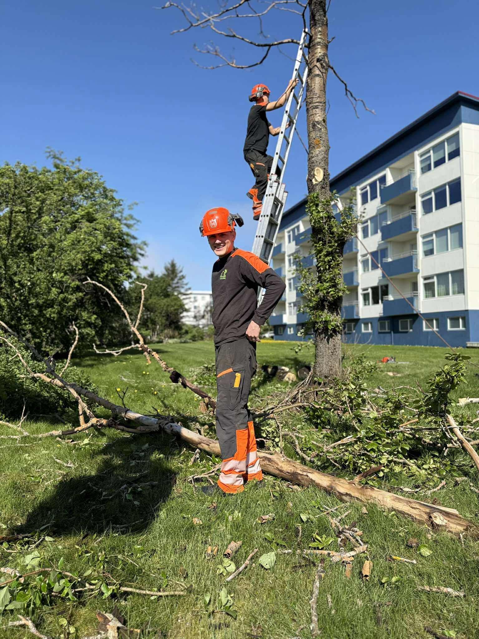 Fagmenn við trjáfellingar. Öryggi og réttur búnaður í fyrirrúmi.