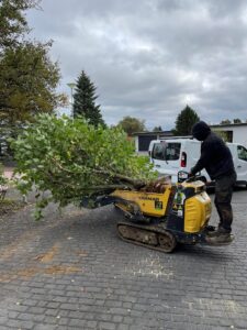 Við sinnum trjáklippingum með vönduðum vinnubrögðum og viðeigandi tækjum. Klippt er með það að markmiði að styðja eðlilegan vöxt og halda garðinum snyrtilegum.