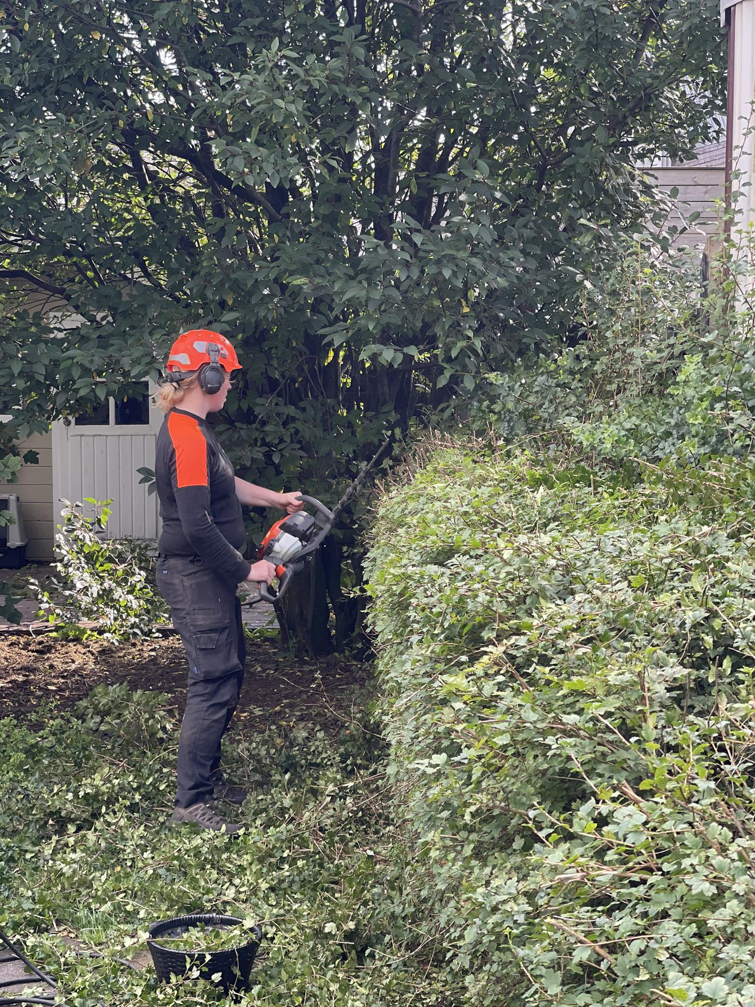 Starfsmaður við trjáklippingu á stóru hekki með öflugum tækjabúnaði og viðeigandi öryggisbúnaði.