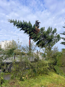 Trjáfelling með kranabíl. Stórt tré híft yfir gróður.