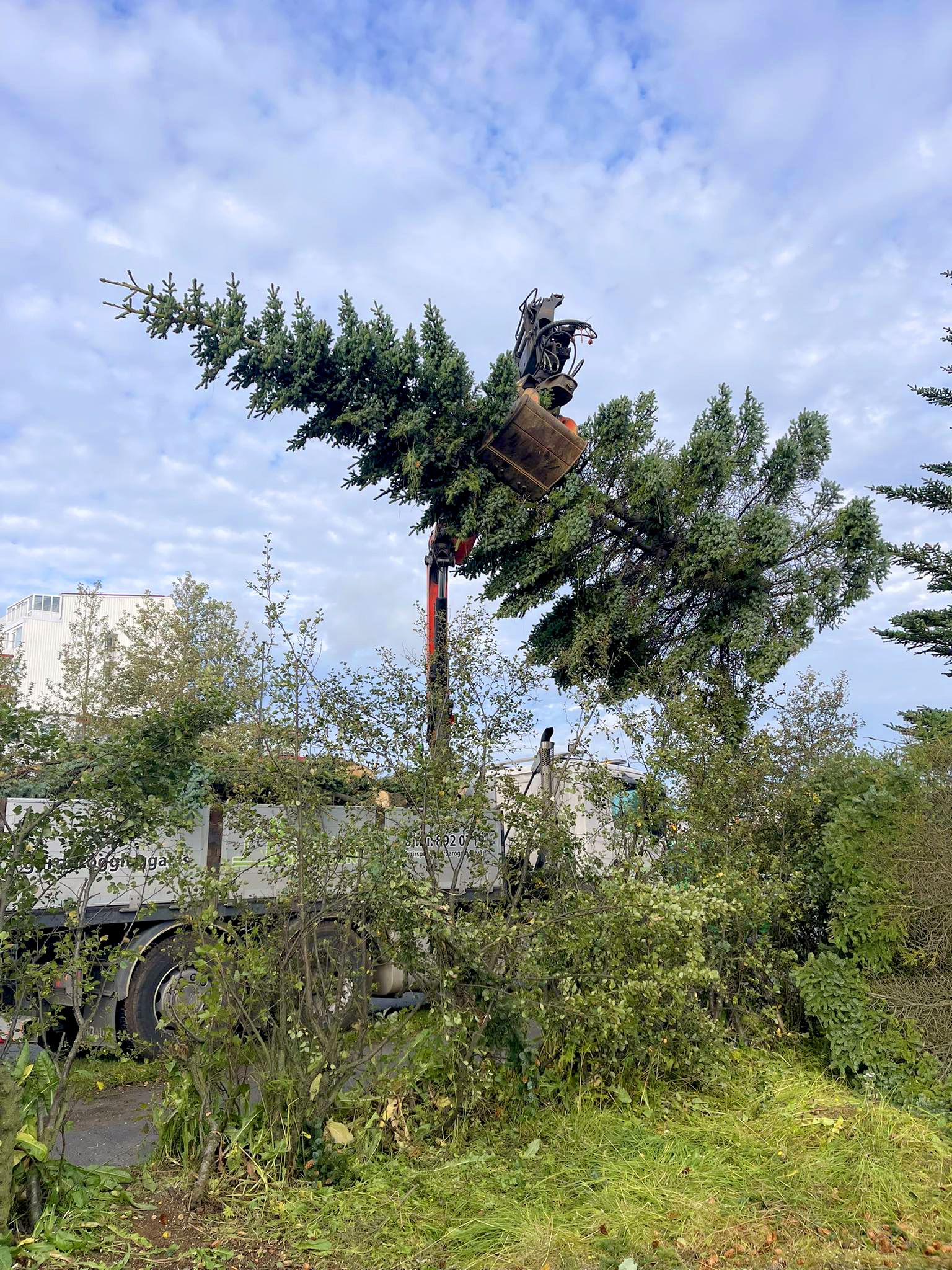 Trjáfelling með kranabíl. Stórt tré híft yfir gróður.