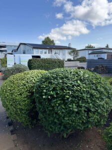 Fullkomlega formklipptir runnar í heimagarði sem sýna vönduð vinnubrögð við trjáklippingu og mótun.