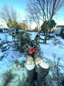 Trjáfellingar allan ársins hring. Vetur, sumar, vor og haust.