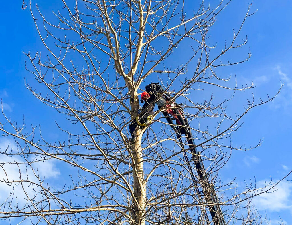Trjáfelling í mikilli hæð. Unnið í toppi trésins með kranabíl.