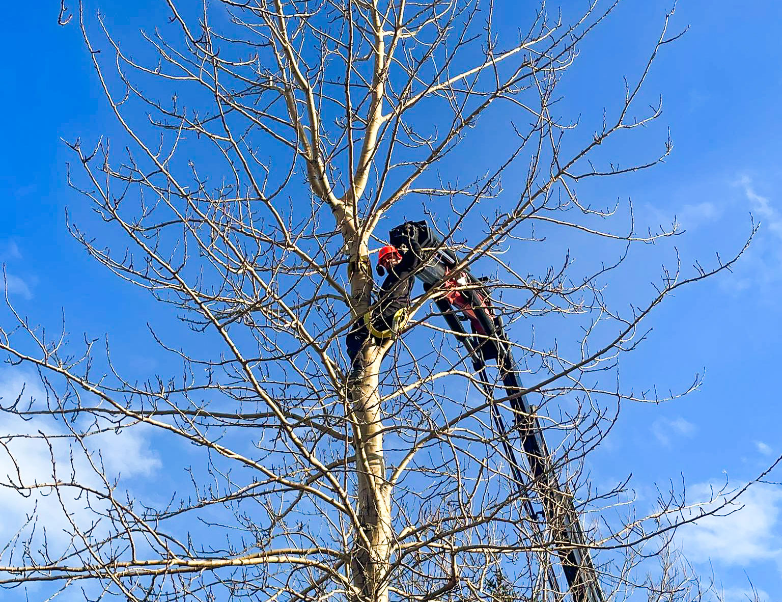 Trjáfelling í mikilli hæð. Unnið í toppi trésins með kranabíl.