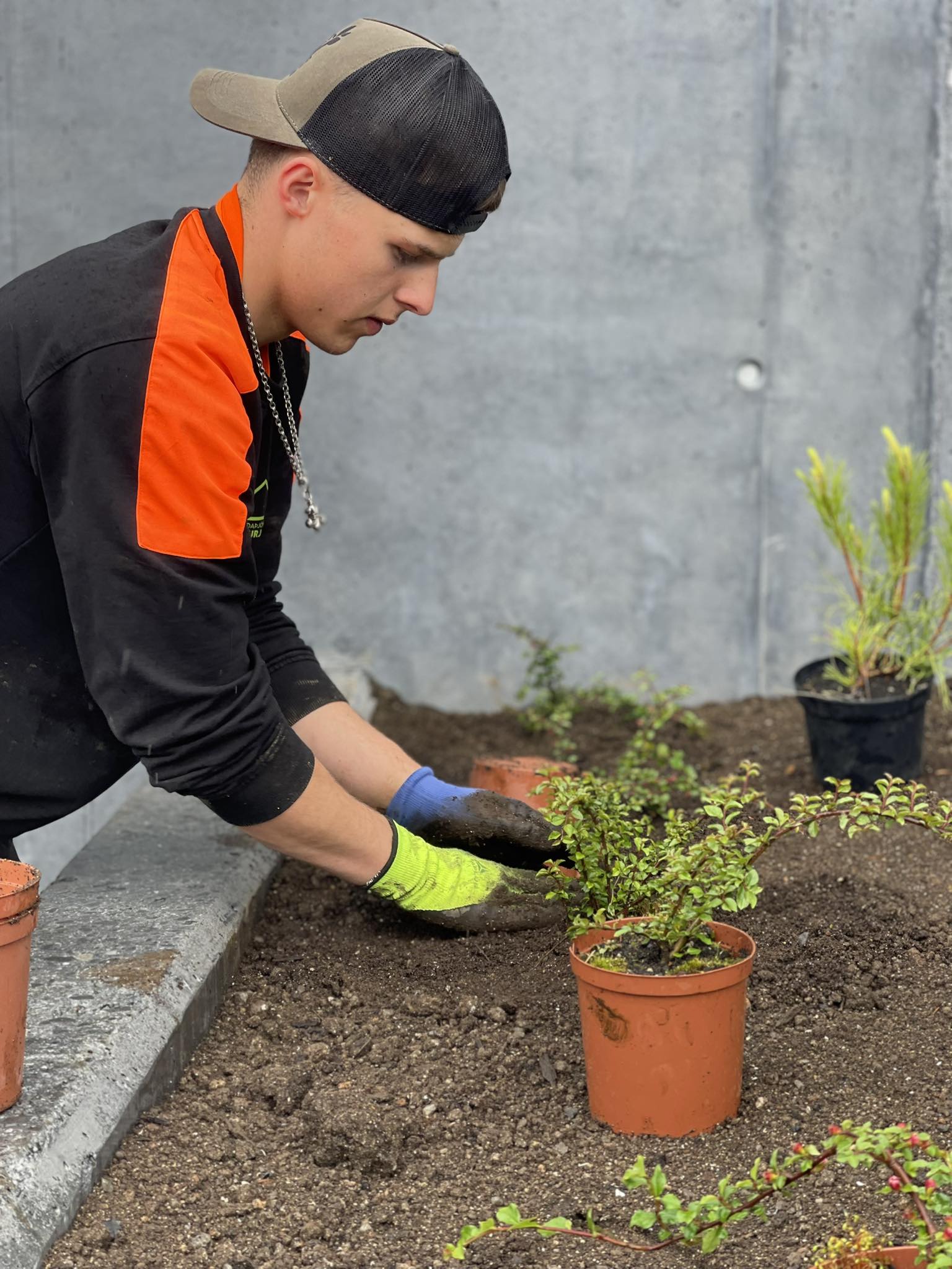 Nákvæm gróðursetning þar sem runna er komið fyrir í ferskri mold með vönduðum vinnubrögðum.