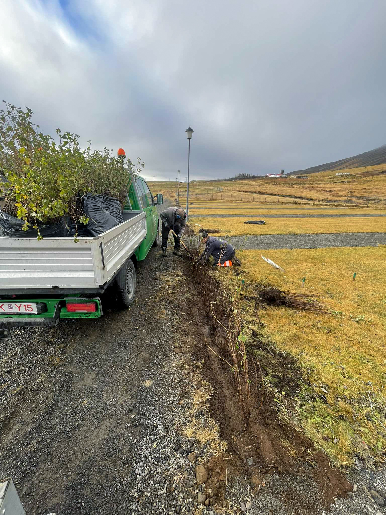 Stærri verkefni í gróðursetningu þar sem skjólbelti er sett niður á opnu svæði.