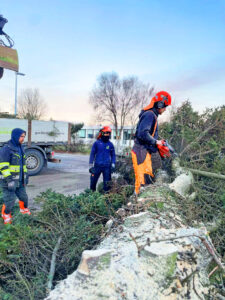 Snyrtilegur frágangur eftir trjáfellingu. Greinar sagaðar niður.