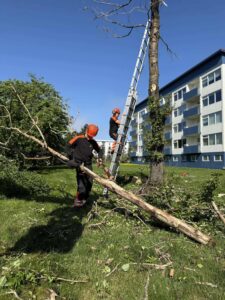 Trjáfellingar krefjast reynslu, skipulagðra vinnubragða og rétts búnaðar, sérstaklega þegar unnið er við þröngar eða krefjandi aðstæður. Við fellum tré með öryggi í fyrirrúmi og tökum mið af umhverfi og aðstæðum hverju sinni.