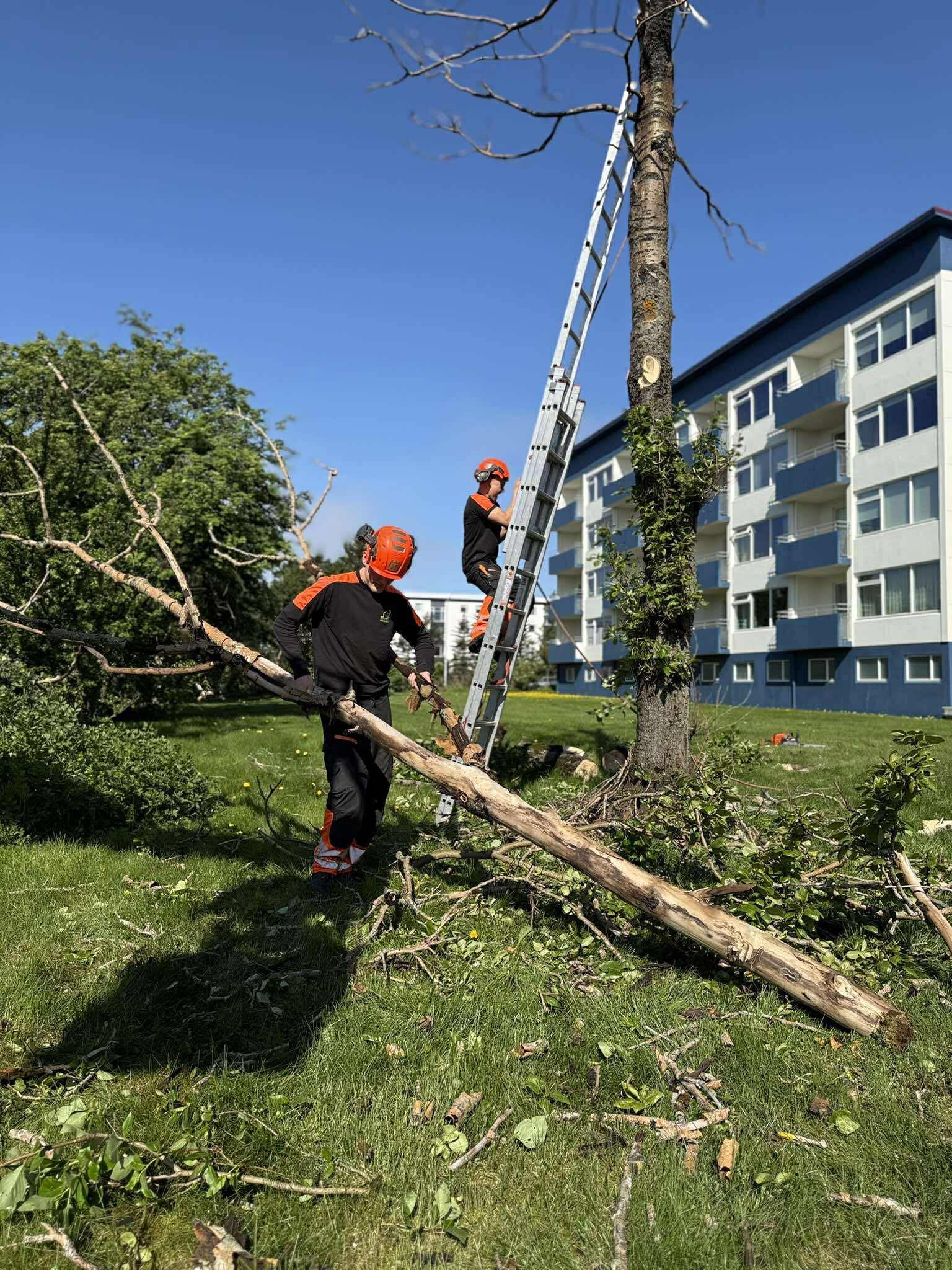 Trjáfellingar krefjast reynslu, skipulagðra vinnubragða og rétts búnaðar, sérstaklega þegar unnið er við þröngar eða krefjandi aðstæður. Við fellum tré með öryggi í fyrirrúmi og tökum mið af umhverfi og aðstæðum hverju sinni.