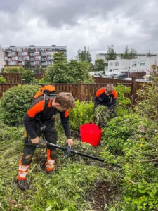 Umfangsmikil garðahreinsun þar sem starfsmenn ryðja burt miklum gróðri.