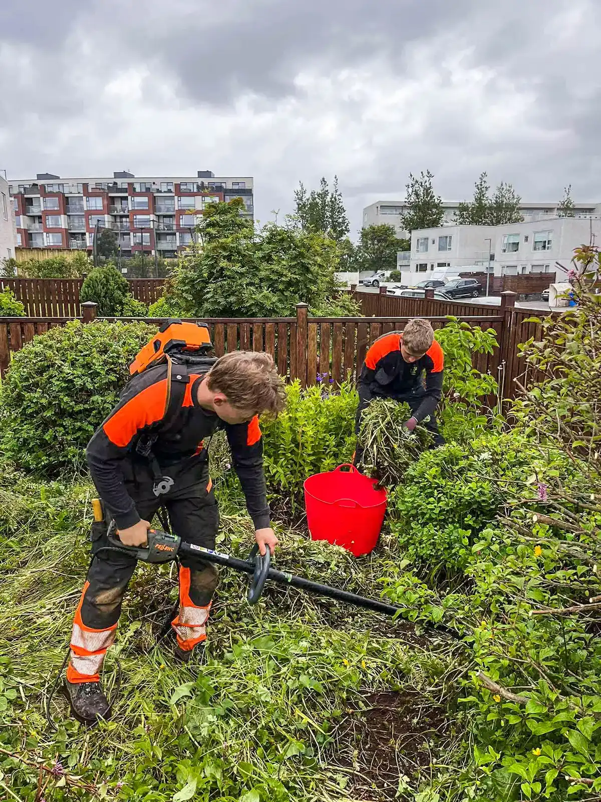 Umfangsmikil garðahreinsun þar sem starfsmenn ryðja burt miklum gróðri.