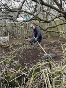 Starfsmaður við garðahreinsun að raka og snyrta undir trjám.