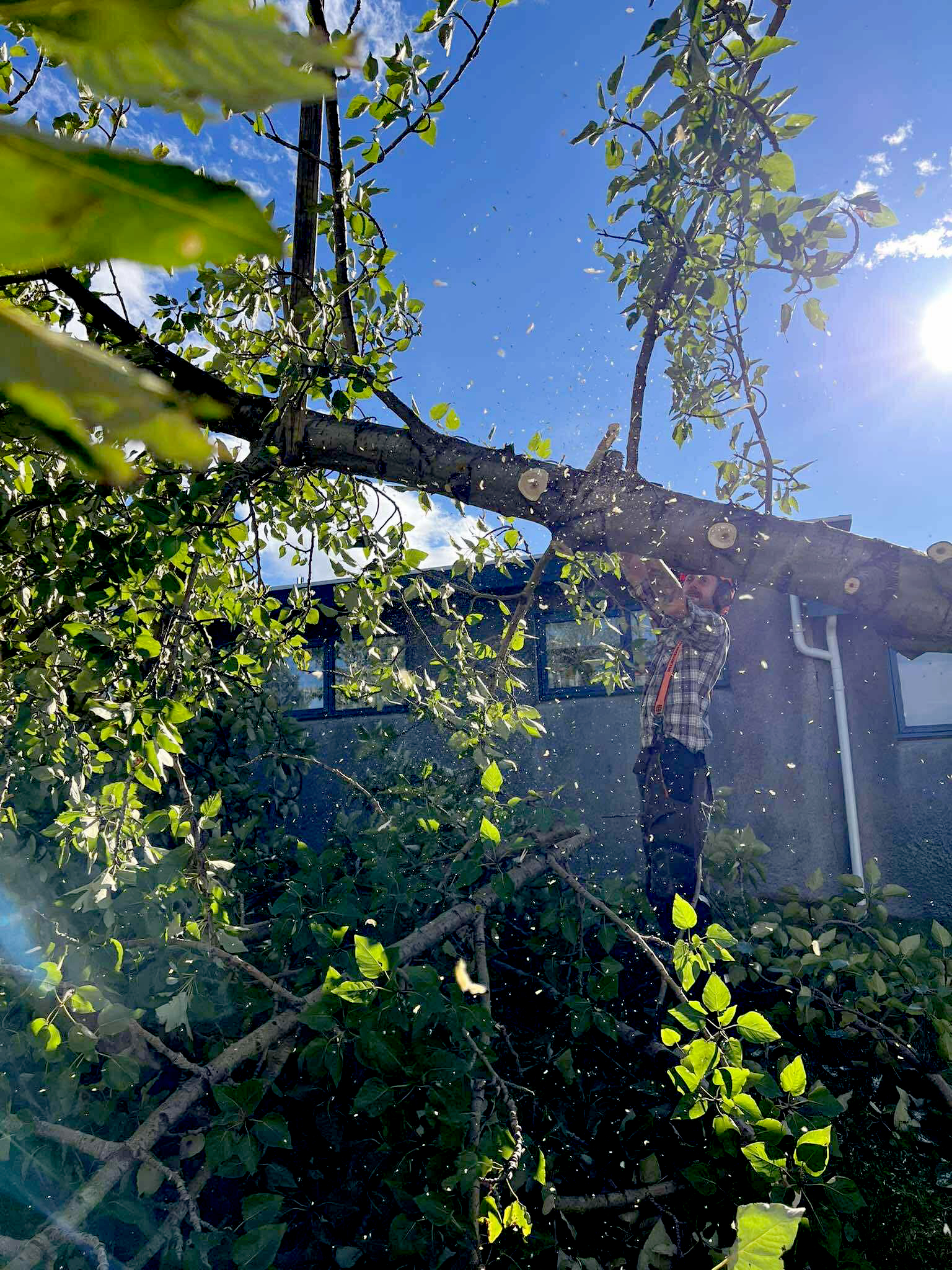 Klifrað upp í tré til að saga greinar. Fellingar og snyrting.