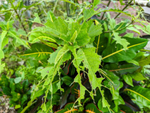 Garðúðun sem ver garðinn þinn fyrir óværu og heldur honum heilbrigðum. Við notum rétt vinnubrögð og umhirðu til að viðhalda fallegu og lifandi umhverfi.