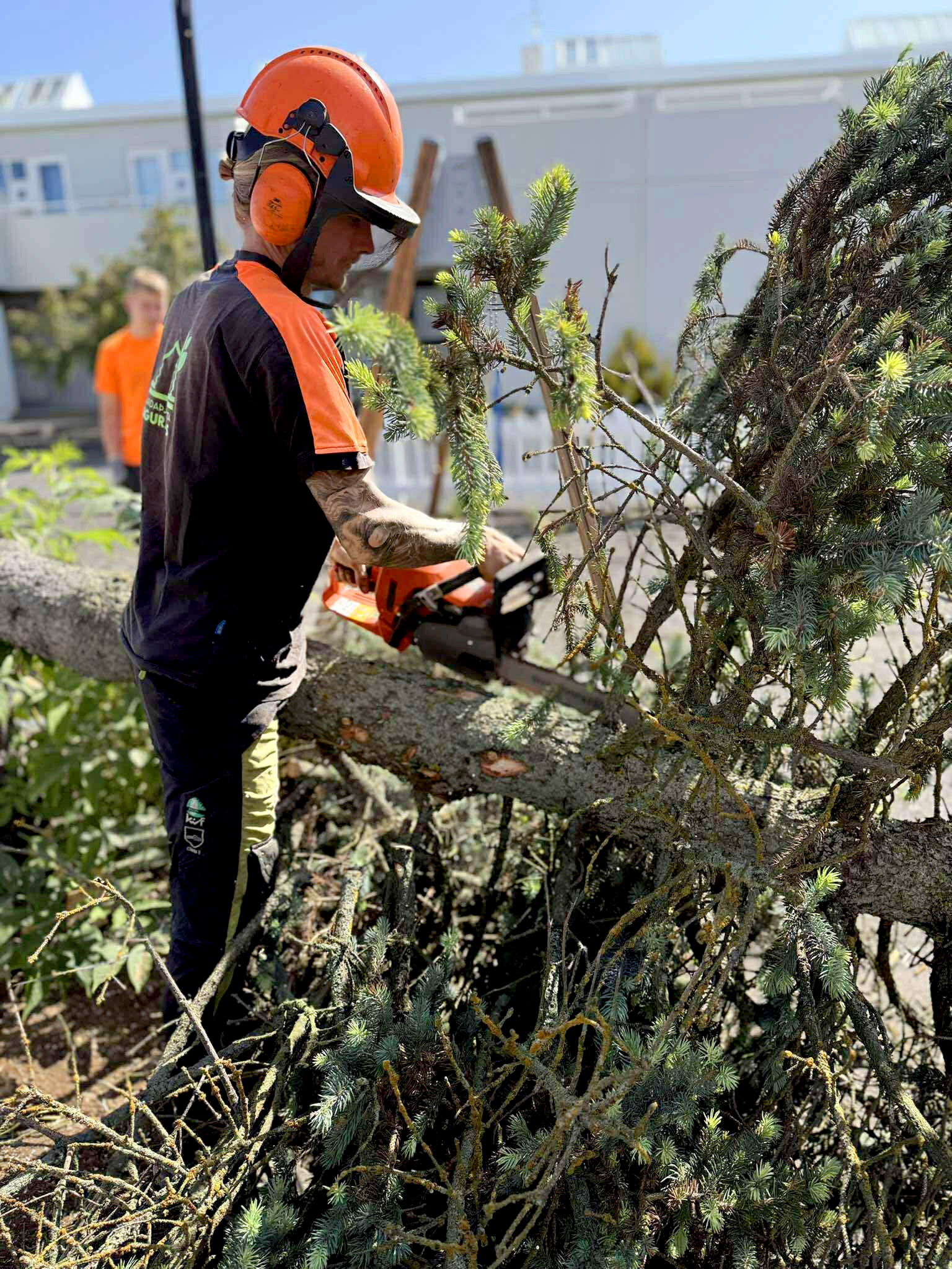 Unnið að trjáfellingu og sögun á greinum fyrir förgun.
