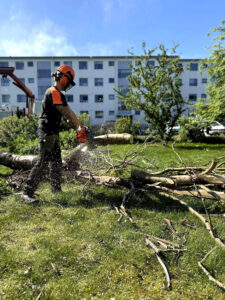 Tré tekið niður í pörtum. Örugg vinnubrögð við fellingar.