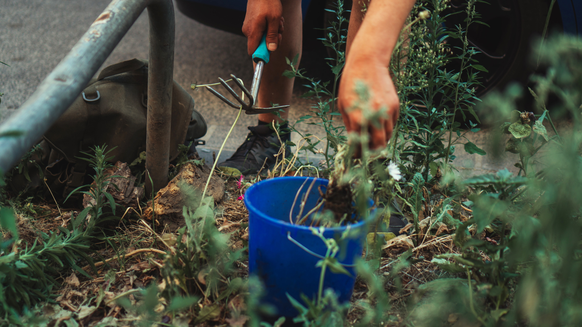 Nákvæm beðahreinsun þar sem illgresi er fjarlægt með handverkfærum í bláa fötu.
