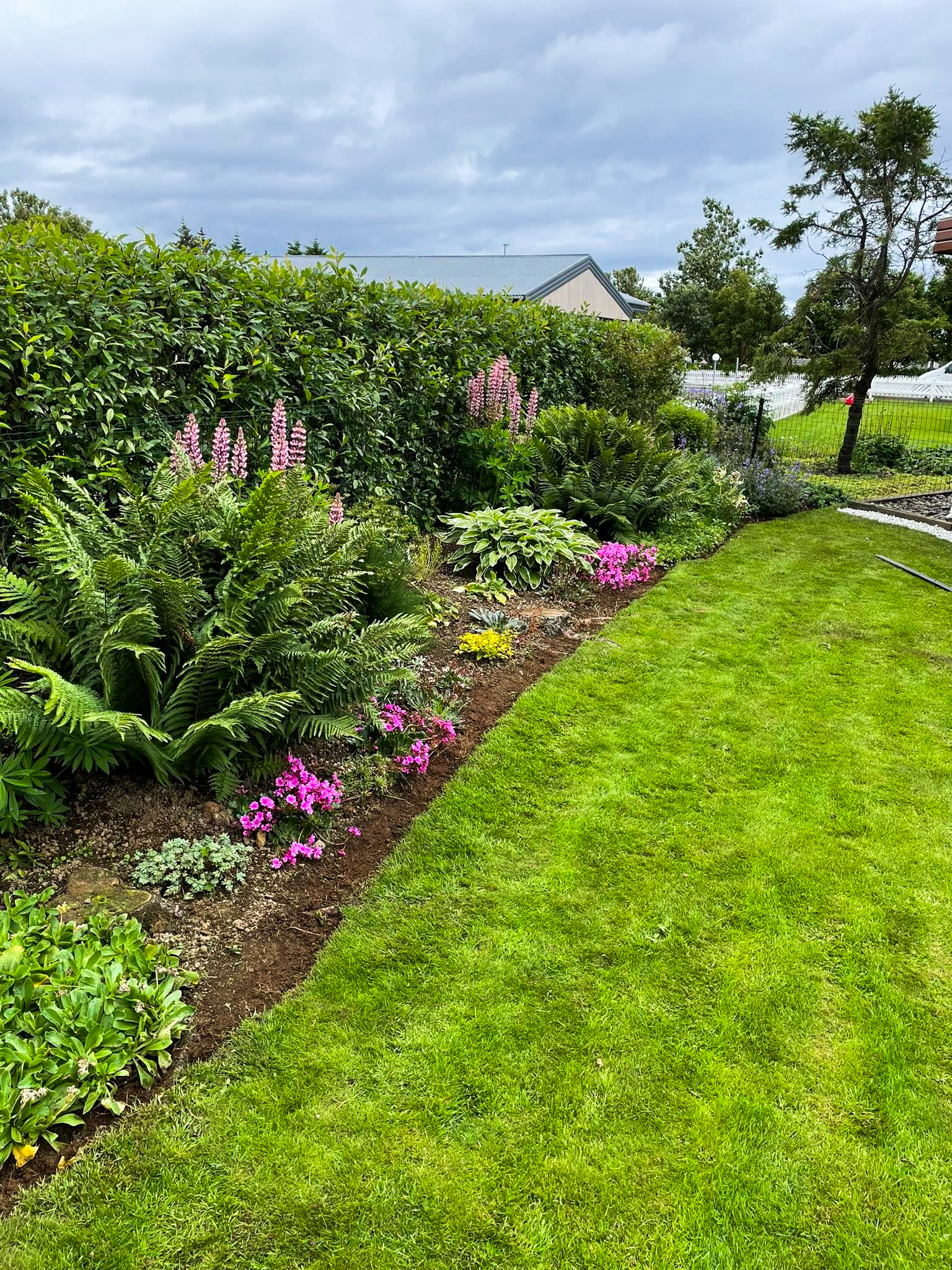Garðahönnun og ráðgjöf. Blómlegt og gróið garðbeð með lúpínum og burknum við snyrtilega grasflöt hjá Garðaþjónustu Sigurjóns.