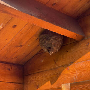 Við fjarlægjum geitungabú með öruggum og áreiðanlegum aðferðum. Losaðu þig við geitunga á fljótan og faglegan hátt með starfsleyfi Umhverfisstofnunar.