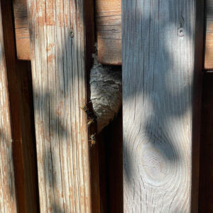 Við fjarlægjum geitungabú með öruggum og áreiðanlegum aðferðum. Losaðu þig við geitunga á fljótan og faglegan hátt með starfsleyfi Umhverfisstofnunar.