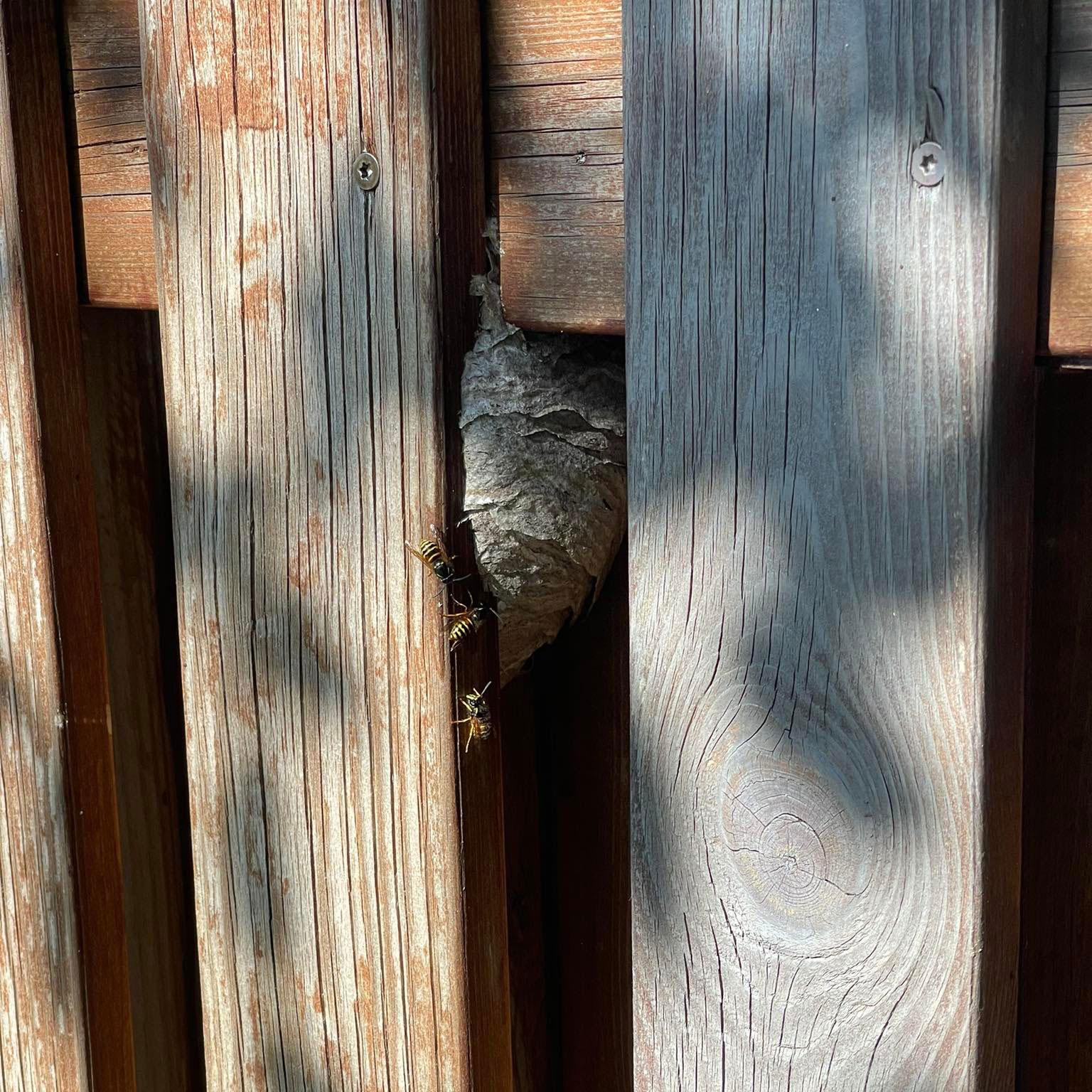 Við fjarlægjum geitungabú með öruggum og áreiðanlegum aðferðum. Losaðu þig við geitunga á fljótan og faglegan hátt með starfsleyfi Umhverfisstofnunar.