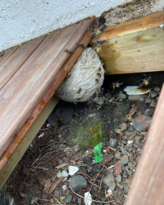 Við fjarlægjum geitungabú með öruggum og áreiðanlegum aðferðum. Losaðu þig við geitunga á fljótan og faglegan hátt með starfsleyfi Umhverfisstofnunar.