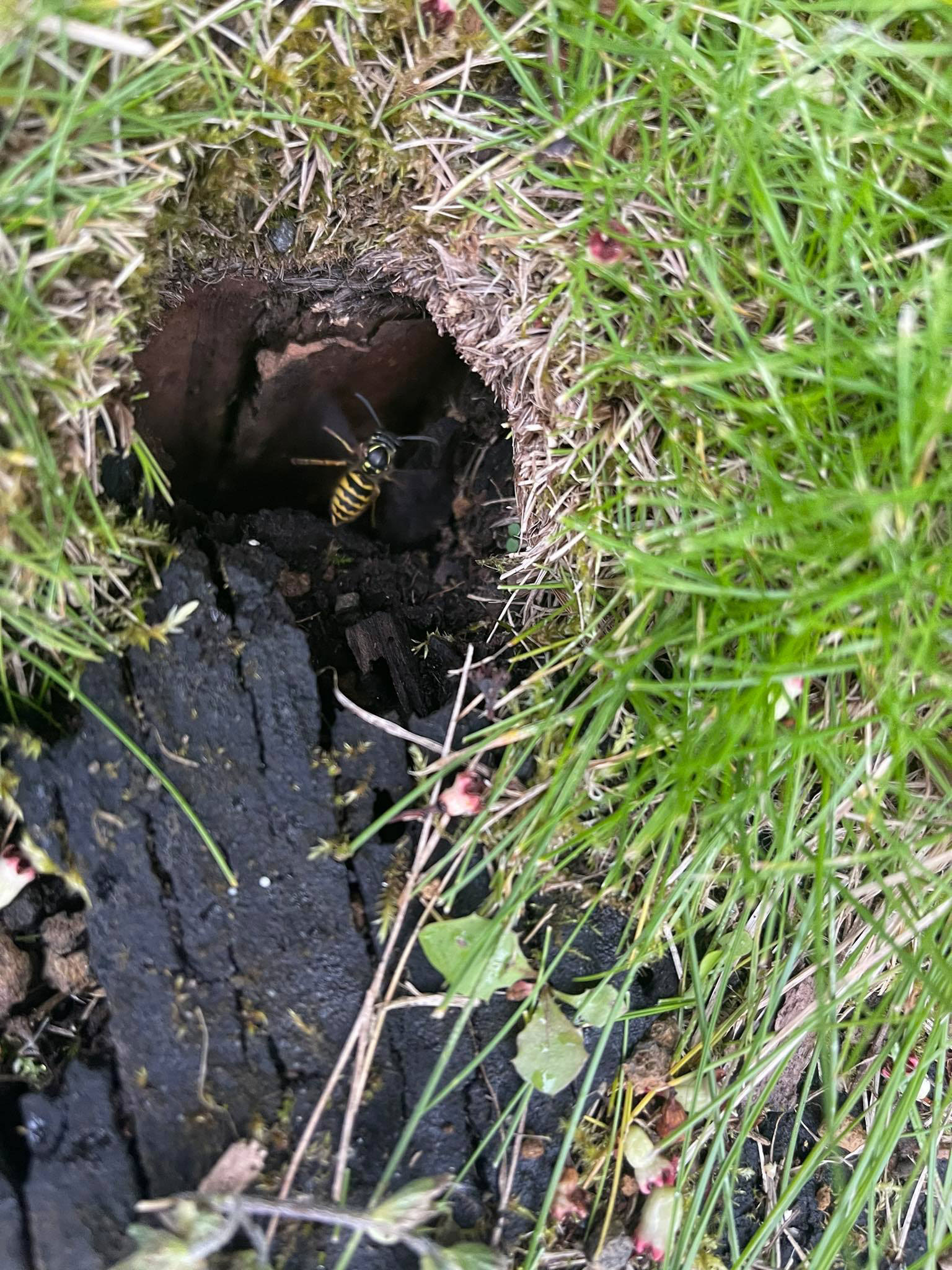 Við fjarlægjum geitungabú með öruggum og áreiðanlegum aðferðum. Losaðu þig við geitunga á fljótan og faglegan hátt með starfsleyfi Umhverfisstofnunar.