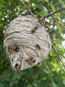 Við fjarlægjum geitungabú með öruggum og áreiðanlegum aðferðum. Losaðu þig við geitunga á fljótan og faglegan hátt með starfsleyfi Umhverfisstofnunar.