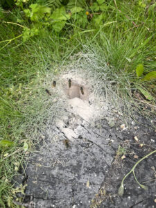 Við fjarlægjum geitungabú með öruggum og áreiðanlegum aðferðum. Losaðu þig við geitunga á fljótan og faglegan hátt með starfsleyfi Umhverfisstofnunar.