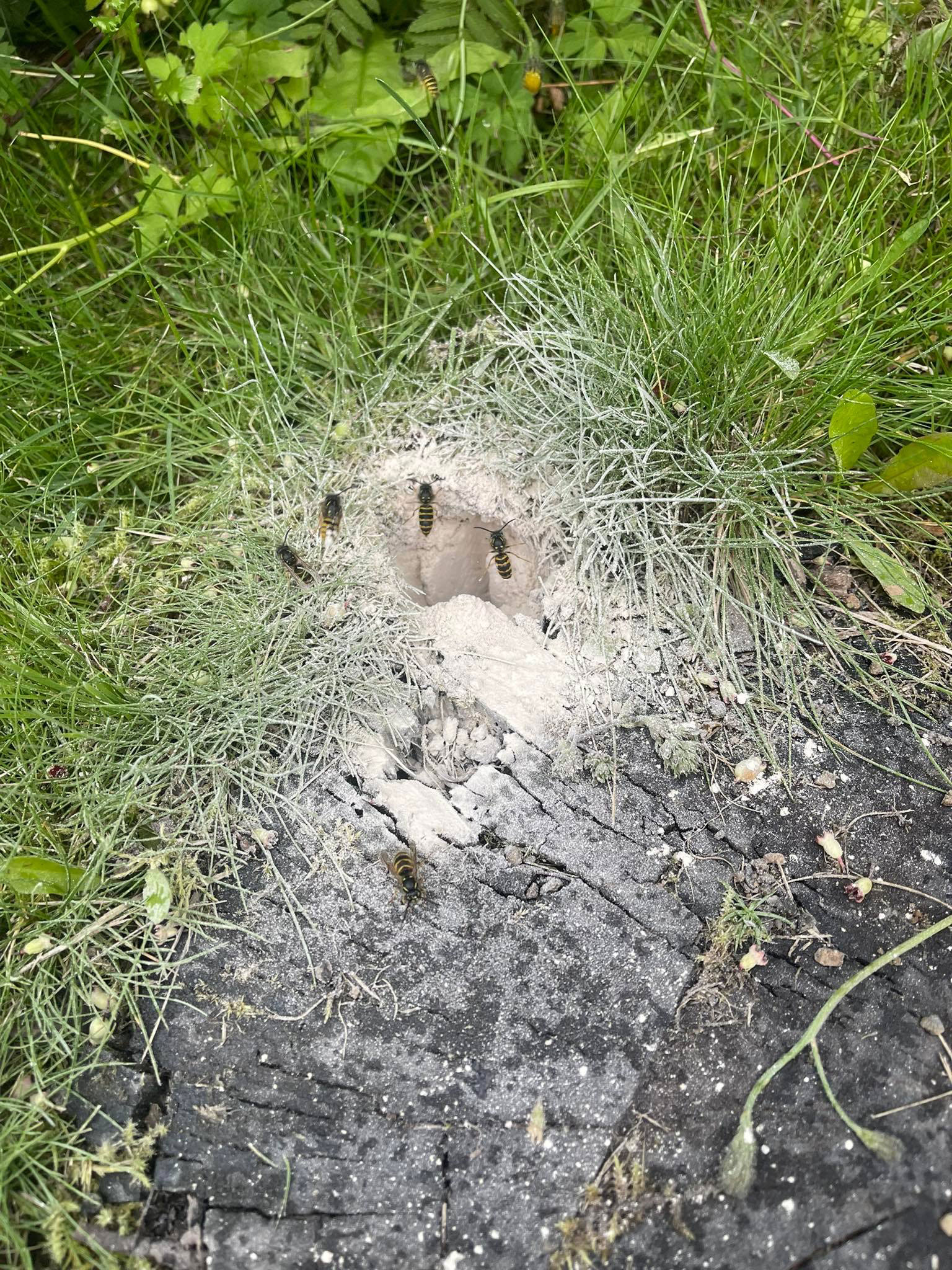 Við fjarlægjum geitungabú með öruggum og áreiðanlegum aðferðum. Losaðu þig við geitunga á fljótan og faglegan hátt með starfsleyfi Umhverfisstofnunar.