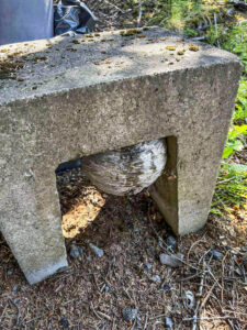 Við fjarlægjum geitungabú með öruggum og áreiðanlegum aðferðum. Losaðu þig við geitunga á fljótan og faglegan hátt með starfsleyfi Umhverfisstofnunar.