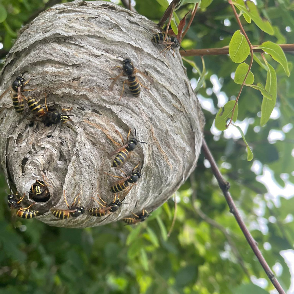 Við fjarlægjum geitungabú með öruggum og áreiðanlegum aðferðum. Losaðu þig við geitunga á fljótan og faglegan hátt með starfsleyfi Umhverfisstofnunar.