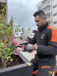 Fínvinna við gróðursetningu á bleikum blómum og skrautjurtum í blómaker.
