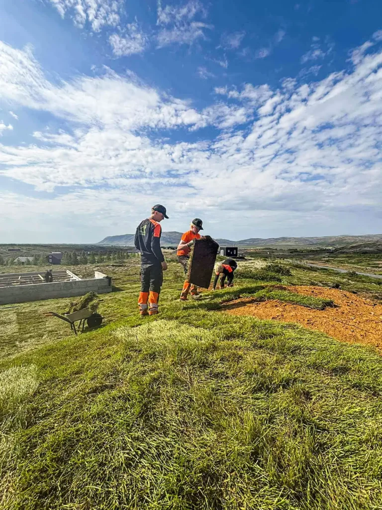 Starfsmenn að bera og leggja út rúllur af torfi á undirbúið svæði.