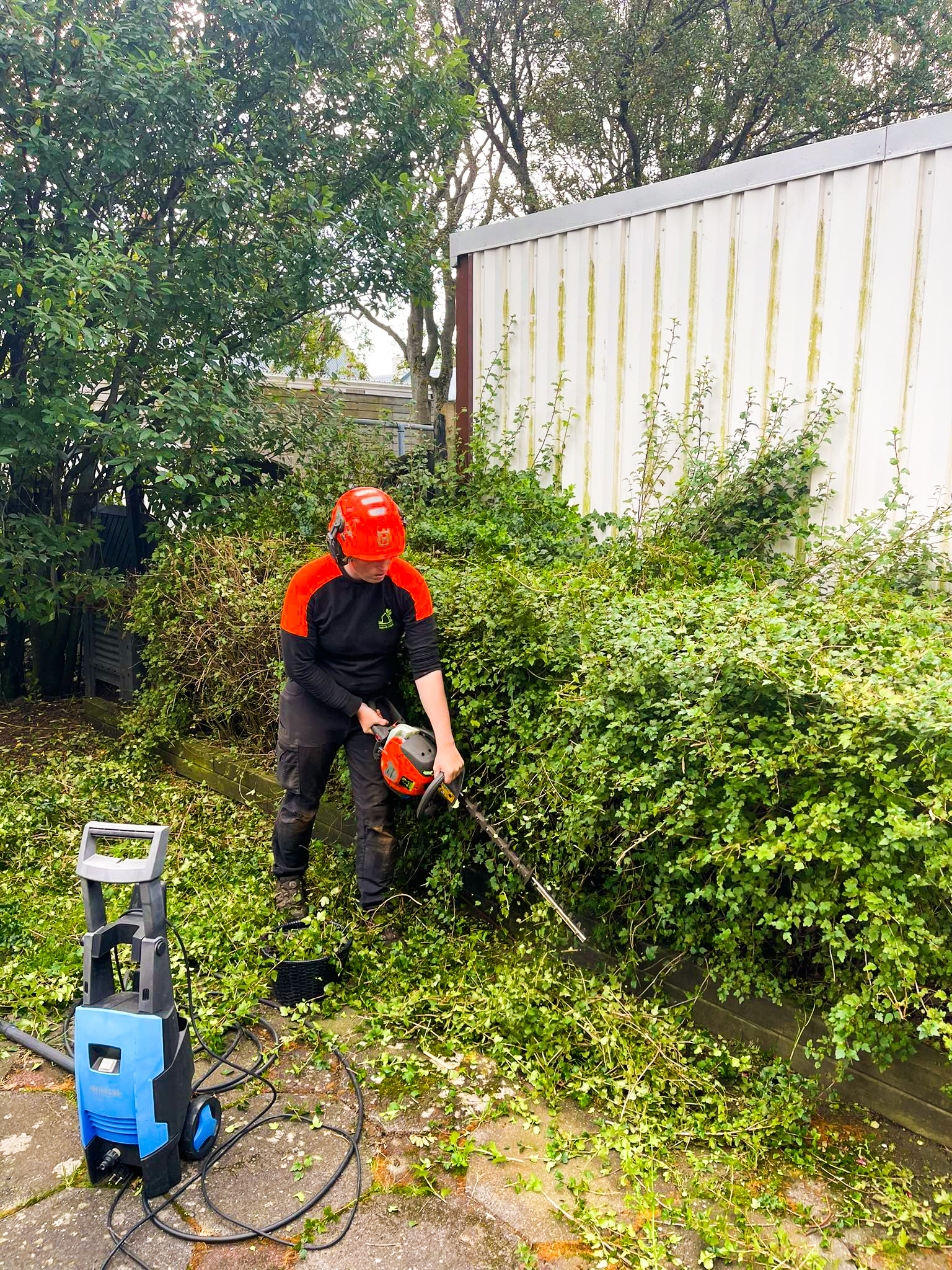 Fagleg trjáklipping og snyrting á gróðri sem vex upp við húsvegg og girðingu.