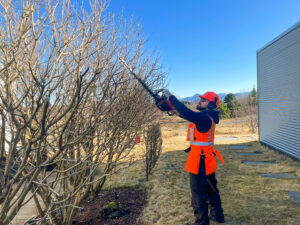 Vorklipping og grisjun á trjám með langskafta klippum til að ná efstu greinum á öruggan hátt.