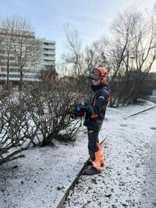 Trjáklipping að vetri til þar sem runnar eru snyrtir og mótaðir í snjó við fjölbýlishús.