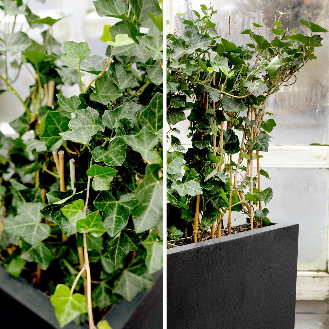 Bergfétta í potti. Klifurplanta bundin upp á stuðning, hentar vel til að skapa græna veggi eða skilrúm.