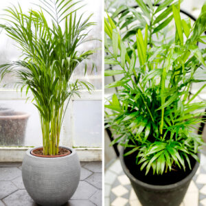 Bergpálmi í gráum potti. Stór og vegleg inniplanta sem gefur rýminu suðrænt og ferskt yfirbragð.