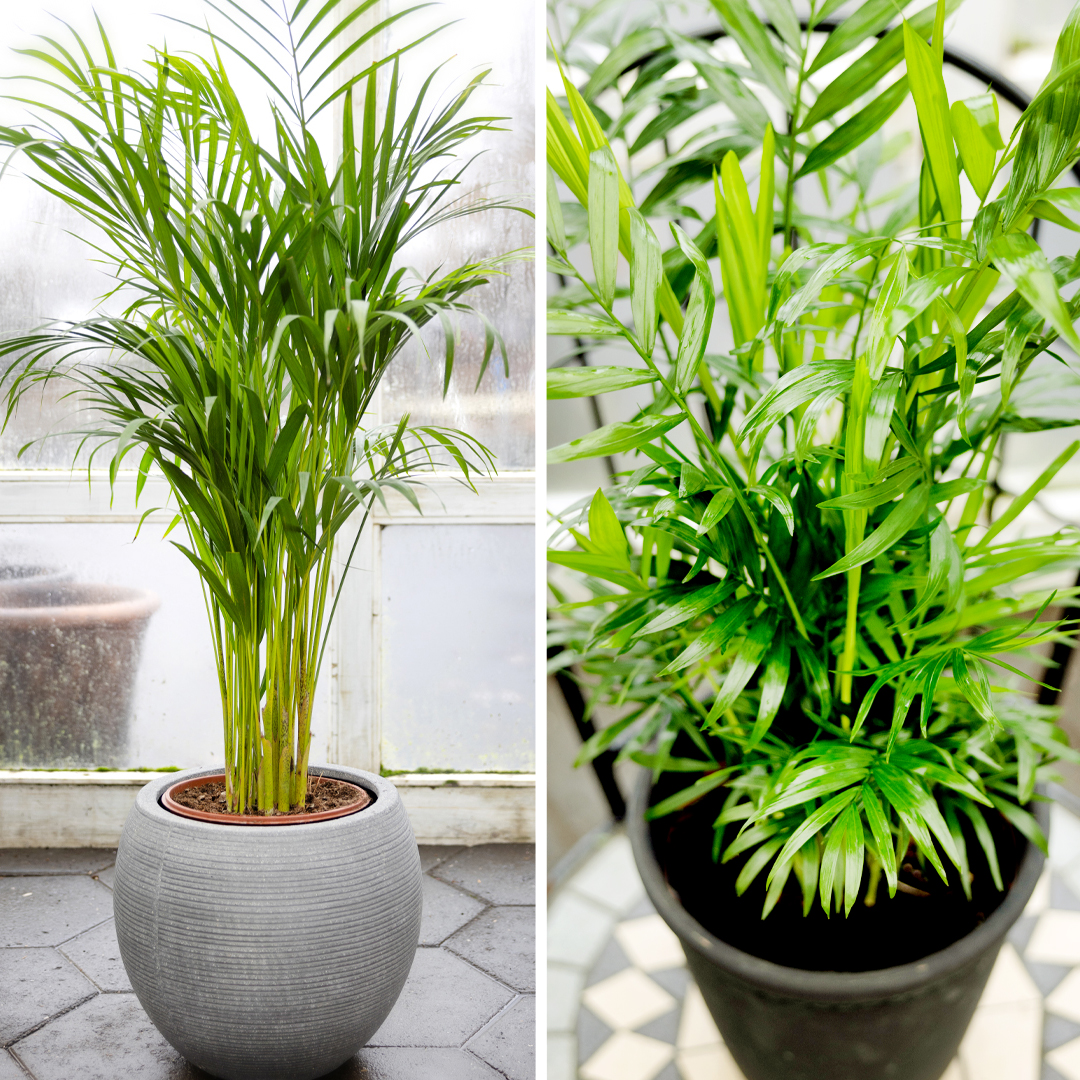 Bergpálmi í gráum potti. Stór og vegleg inniplanta sem gefur rýminu suðrænt og ferskt yfirbragð.