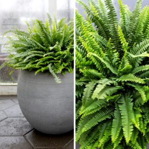 Grænn og þéttur Burkni í potti. Inniplanta með miklu laufskrúði sem bætir rakastig og loftgæði.