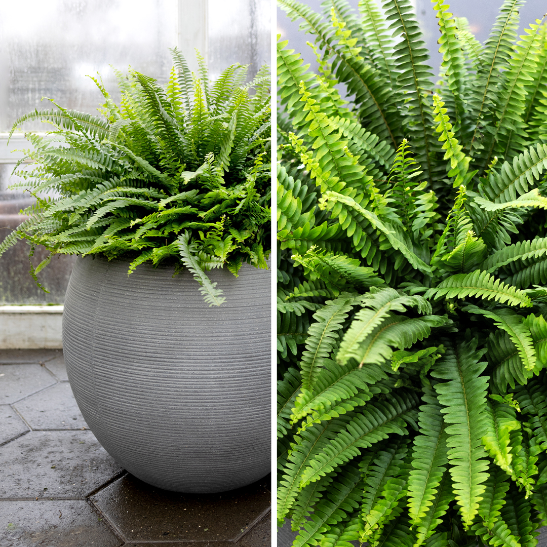 Grænn og þéttur Burkni í potti. Inniplanta með miklu laufskrúði sem bætir rakastig og loftgæði.