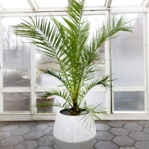 Döðlupálmi í ljósum potti. Harðgerð og tignarleg pálmategund sem sómir sér vel í anddyrum og fundarherbergjum.