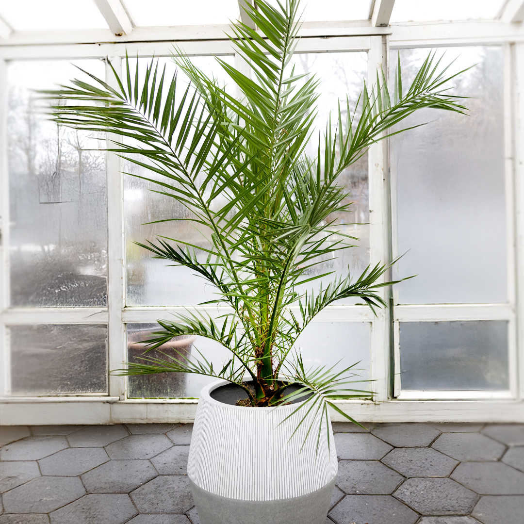 Döðlupálmi í ljósum potti. Harðgerð og tignarleg pálmategund sem sómir sér vel í anddyrum og fundarherbergjum.