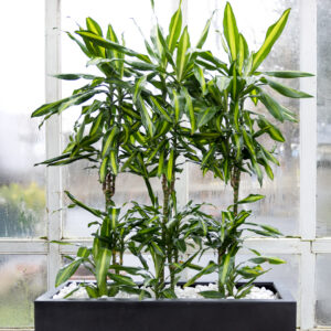 Drekatré  í aflöngum potti. Hávaxin planta með tvílitum blöðum sem tekur lítið gólfpláss og hentar vel á ganga.