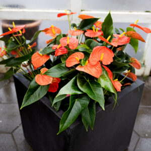 Appelsínugult Flamingóblóm (Anthurium) í svörtum potti. Blómstrandi inniplanta sem lífgar upp á skrifstofurými.