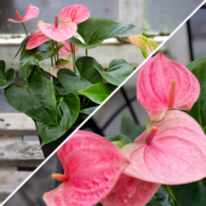 Bleikt Flamingóblóm. Falleg inniplanta með bleikum blómum sem gefur lit og hlýju í umhverfið.