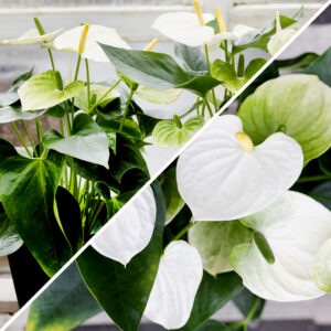 Hvítt Flamingóblóm (Anthurium). Stílhrein planta með hvítum blómum og grænum blöðum, hentar vel í nútímaleg rými.