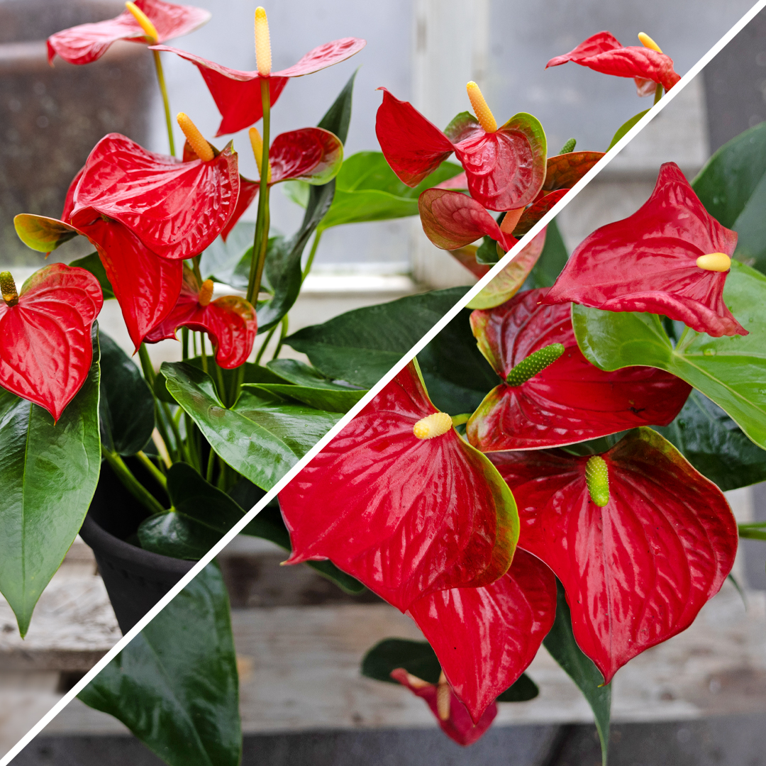 Rautt Flamingóblóm. Klassísk og sterkbyggð inniplanta með áberandi rauðum blómum sem standa lengi.